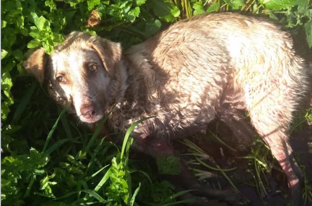 Fallece la perrita que fue masacrada en España por un cazador
