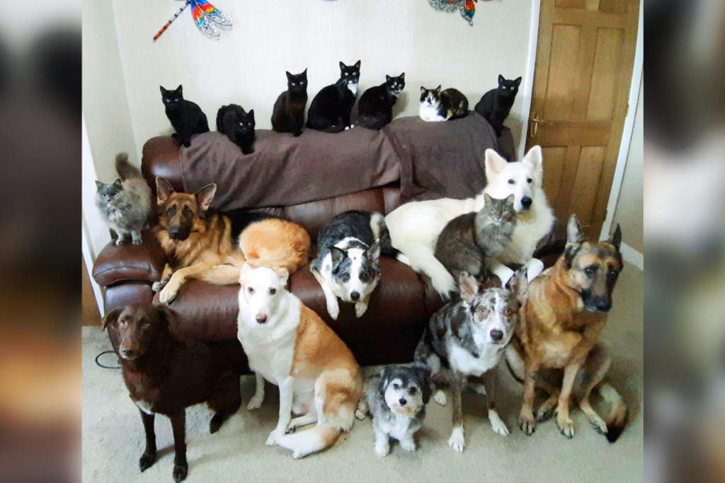 Logra que sus 17 mascotas aparezcan todas en una foto