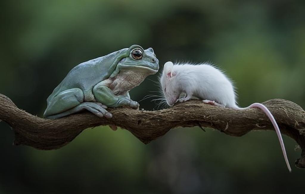VIRAL: Rana desiste de comerse a un ratón y se vuelven 'mejores amigos'