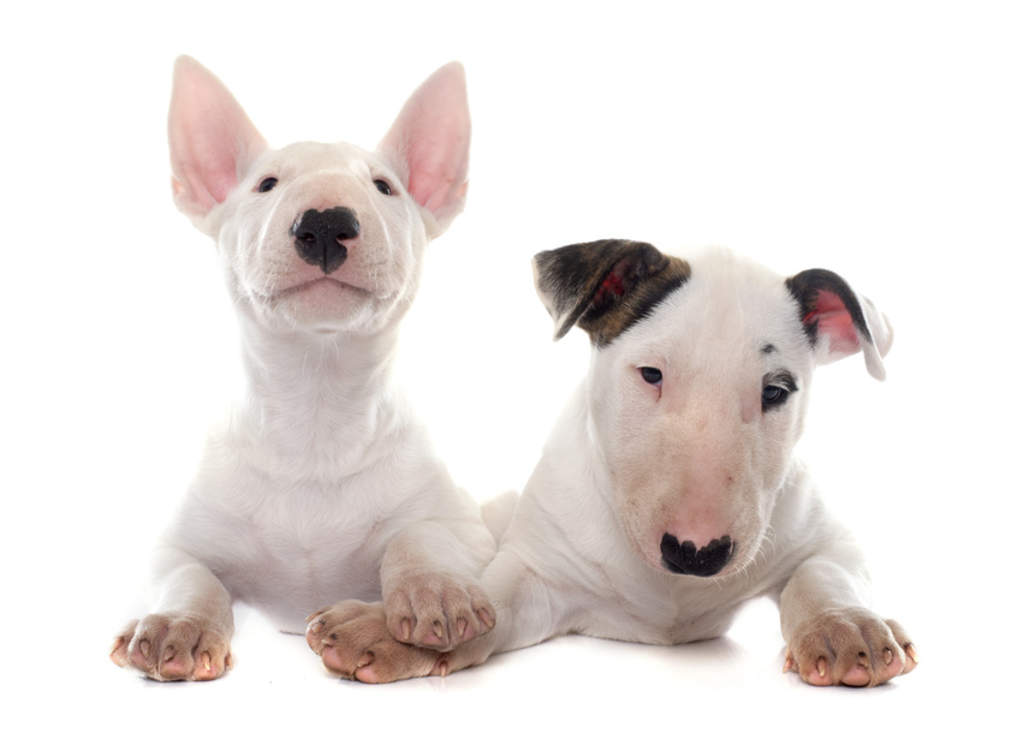 Lo que debes saber de la raza de perro Bull Terrier