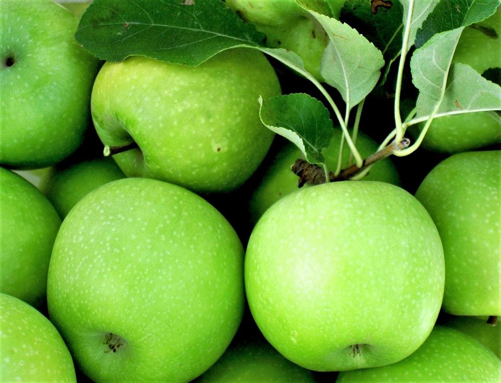 Coahuila es productor de 30 toneladas de manzanas