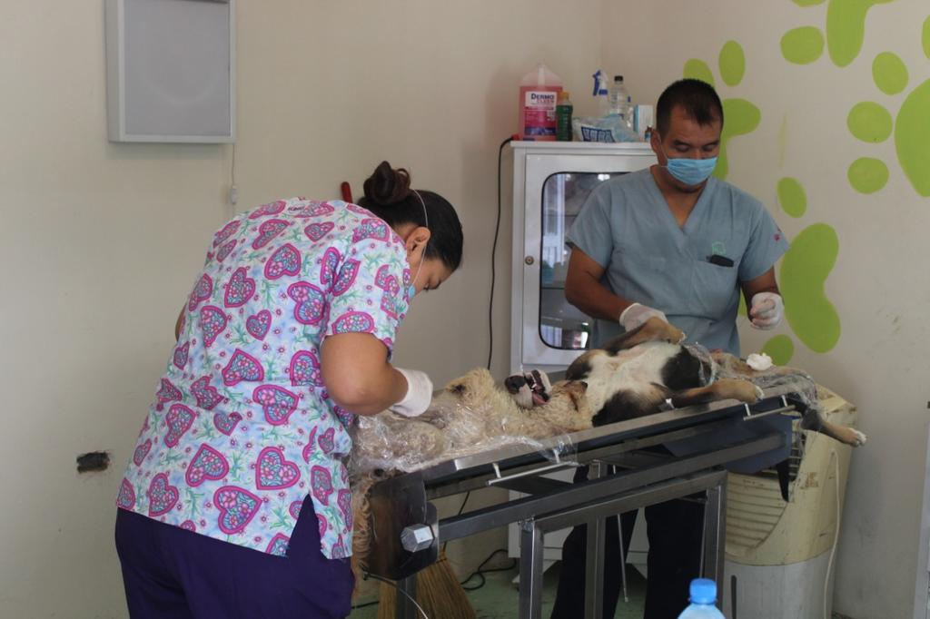 Preparan nueva campaña de esterilización canina y felina en San Pedro