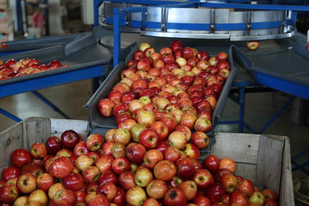 Producen 30 toneladas de manzana en el estado