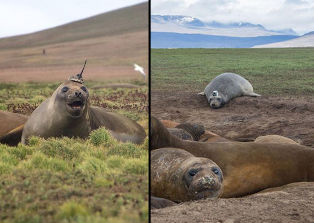 Las fotografías de una foca con una antena causan confusión