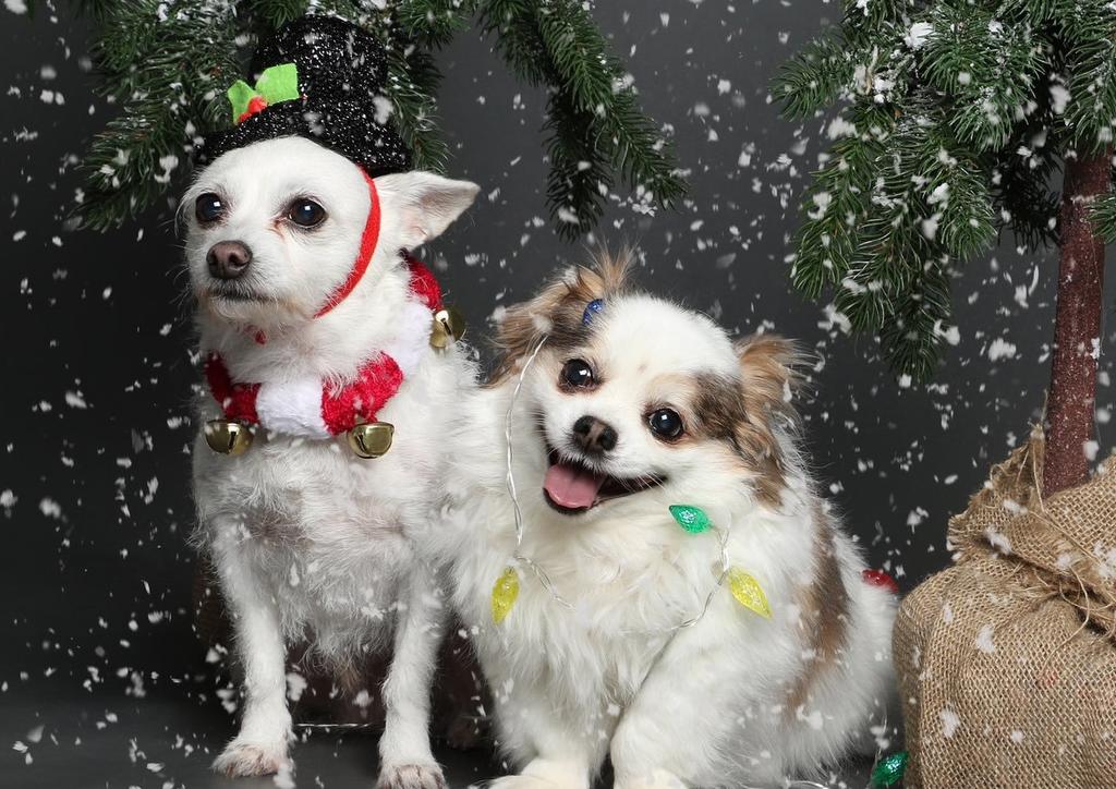 Sesión navideña de perros se vuelve viral por sus reacciones