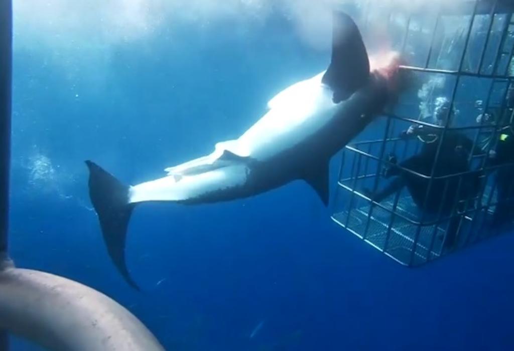 Acusan al empresario Mike Lever por muerte de tiburón blanco
