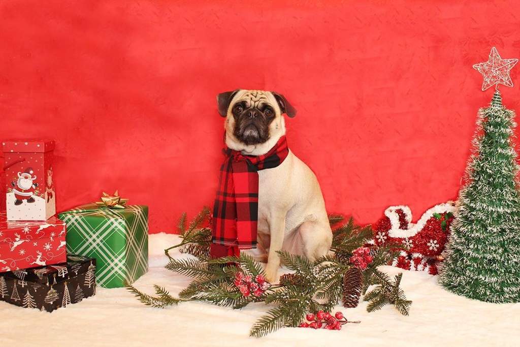 Conoce los mejores regalos para tu perro esta navidad