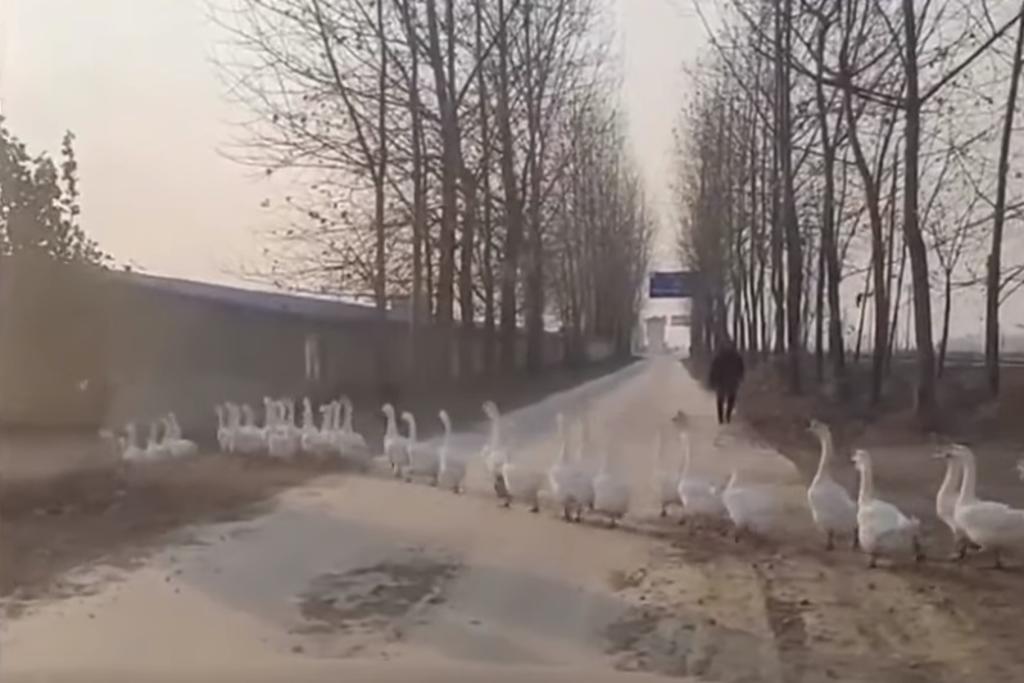 Un millar de patos impidieron que un hombre llegará temprano a su trabajo