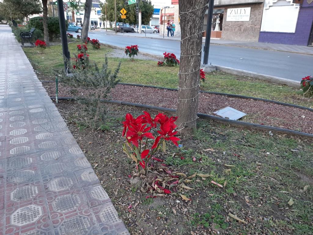Torreón invierte miles de pesos en flores que ya se marchitan