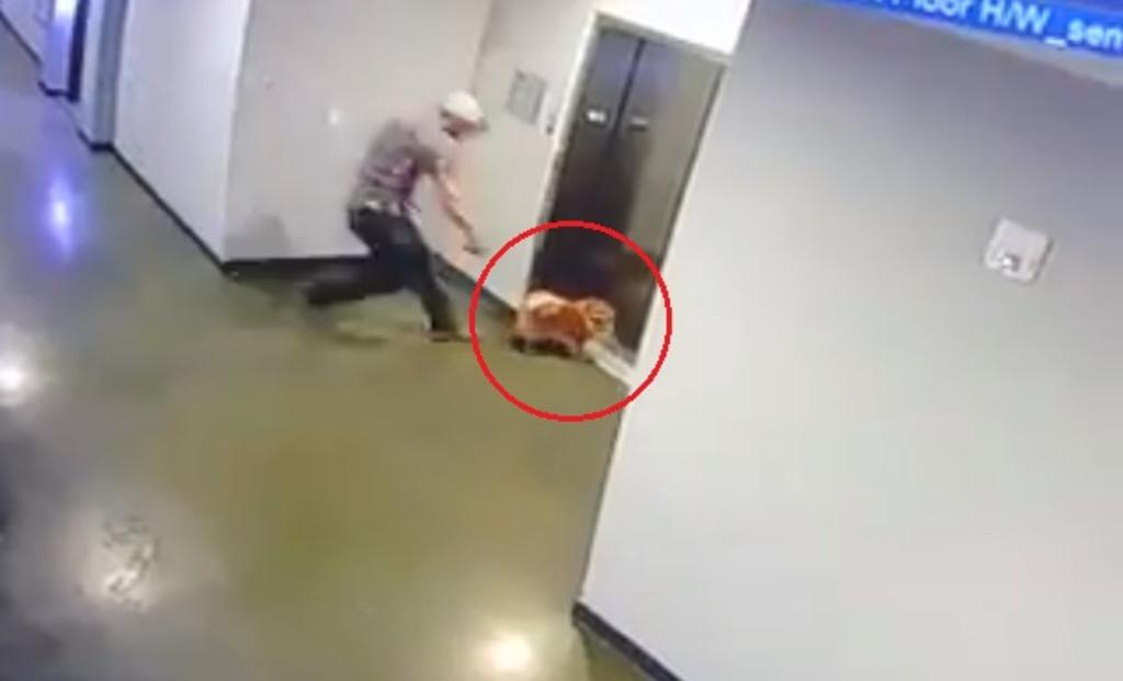 VIRAL: Rescata a un perro de una posible muerte al atorarse en un elevador