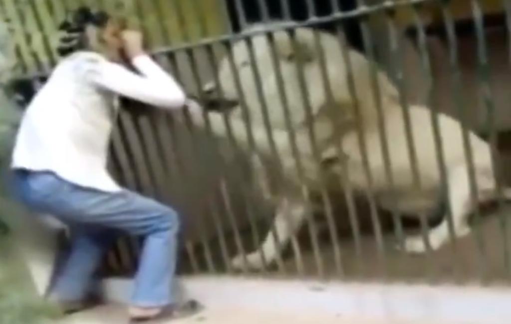 VIDEO: León muerde el brazo de su cuidador en un zoológico