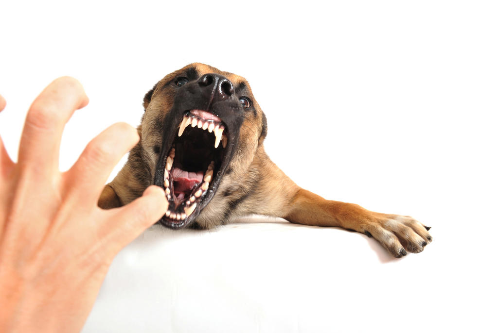 ¿Cómo proceder legalmente frente al ataque de un perro?