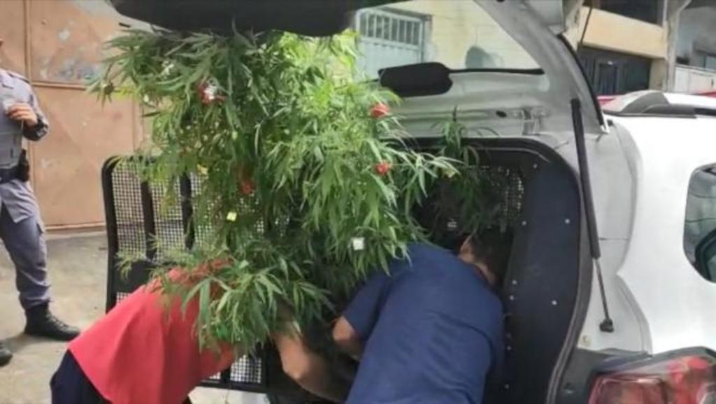 Decora planta de marihuana como árbol navideño y termina detenido