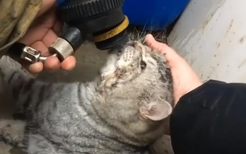 VIDEO: Bomberos rescatan a un gato de morir intoxicado en un incendio