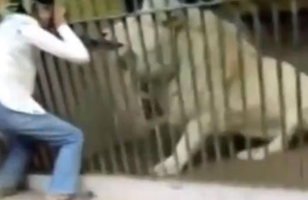 Video: León ataca a su cuidador frente a turistas