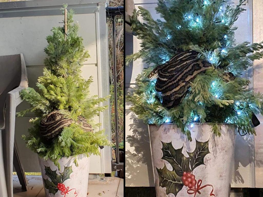 Pareja encuentra un pitón en su árbol de navidad