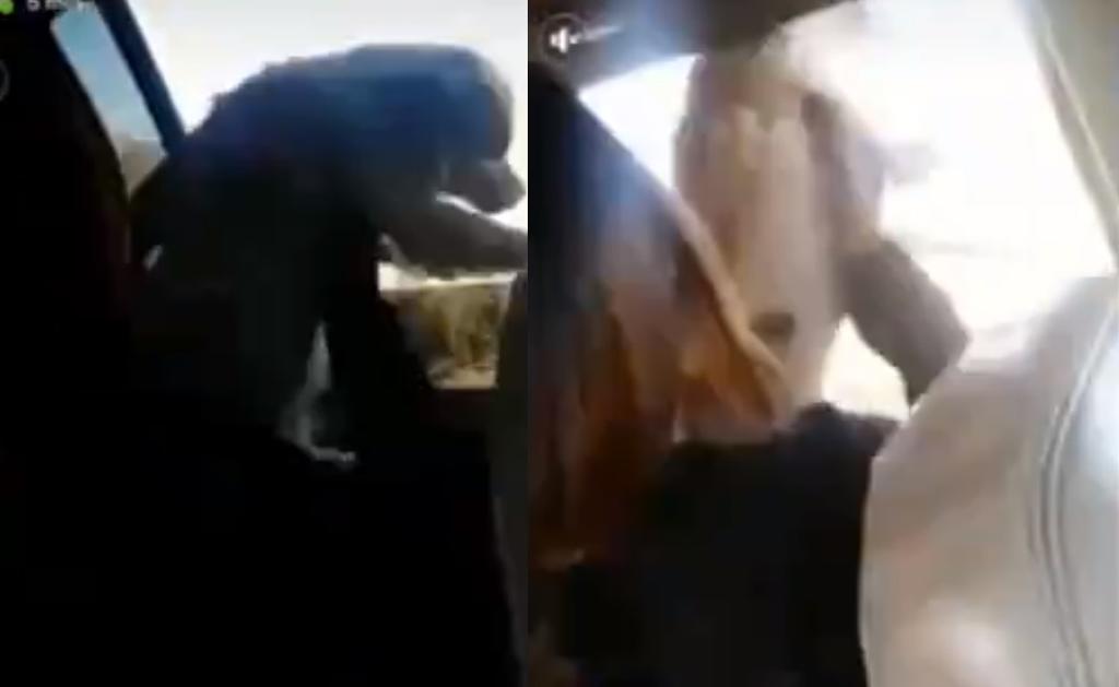 Indigna video de mujer arrojando a un perrito desde la ventana de un auto en movimiento