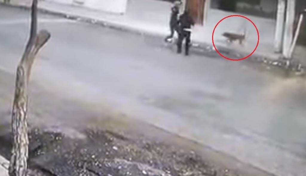 Perros salvan a una mujer de ser asaltada por un sujeto armado