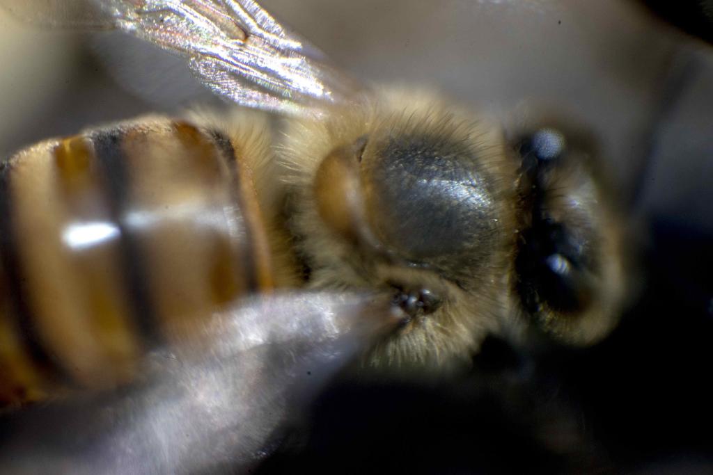 Prohíben en Coahuila uso de químicos que maten abejas