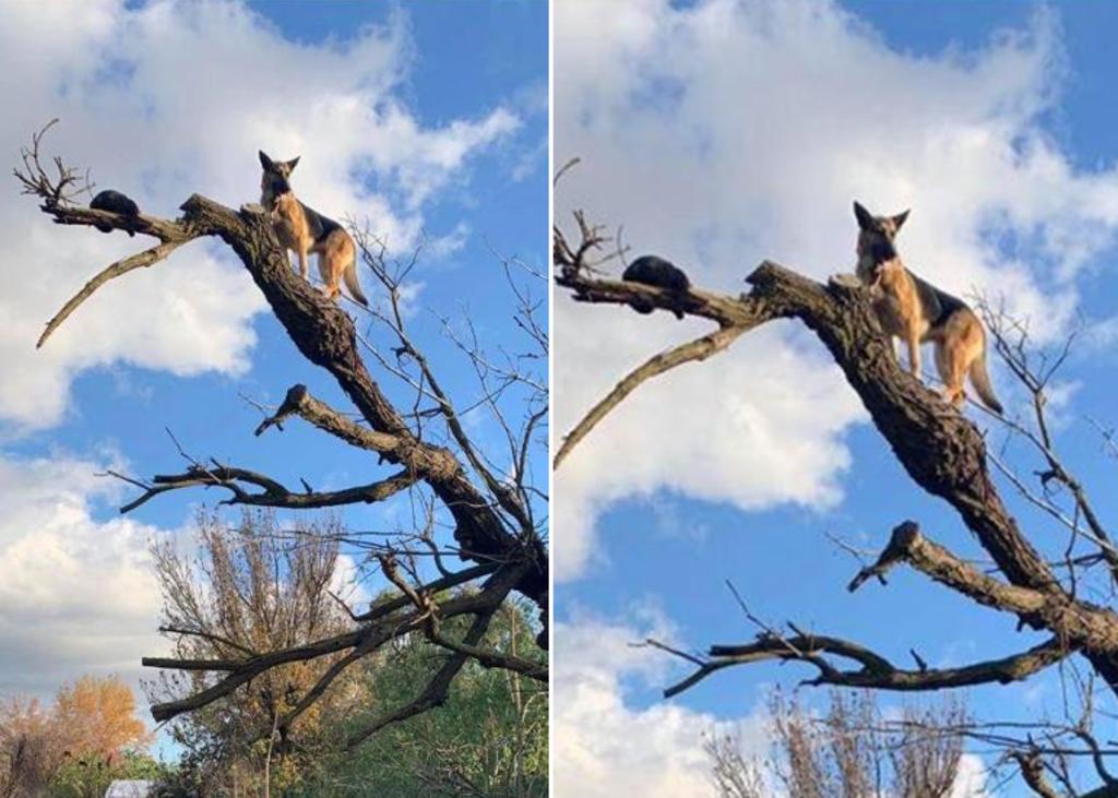 Perro se queda varado en un árbol por perseguir a un gato