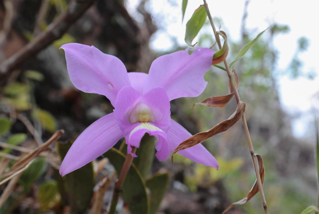 Descubren una nueva especie de orquídea en el sureste de Ecuador