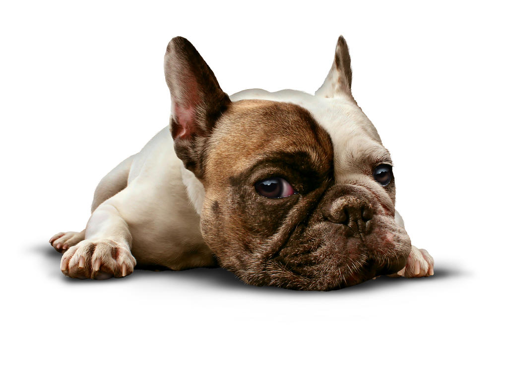 Cinco aplicaciones que te ayudarán a buscar a tu perro en caso de extravío