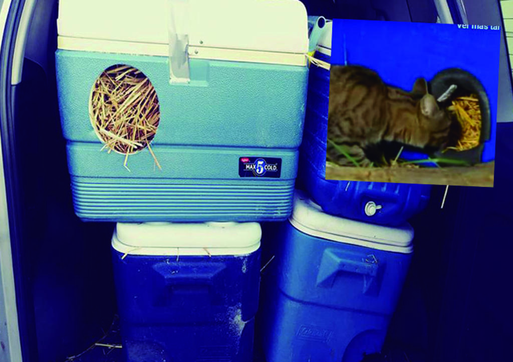 Viral: Crean refugio para gatitos callejeros con hieleras de plástico