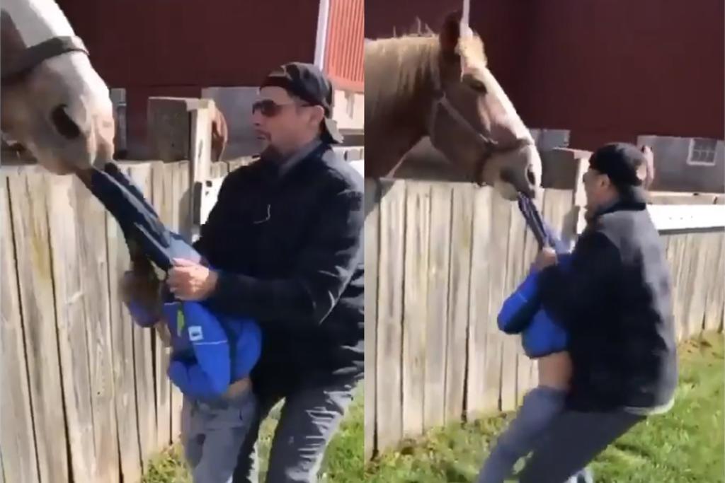 VIRAL: El ataque de un caballo a un niño al confundirlo con su 'comida'