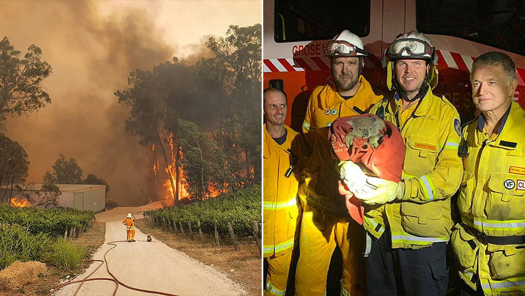 Bomberos rescatan a koalas de los incendios en Australia