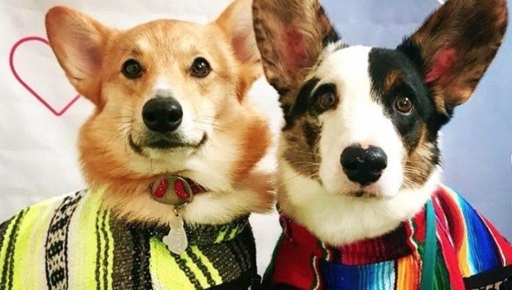 Visten a los perritos con 'guaguarongos' por temporada invernal