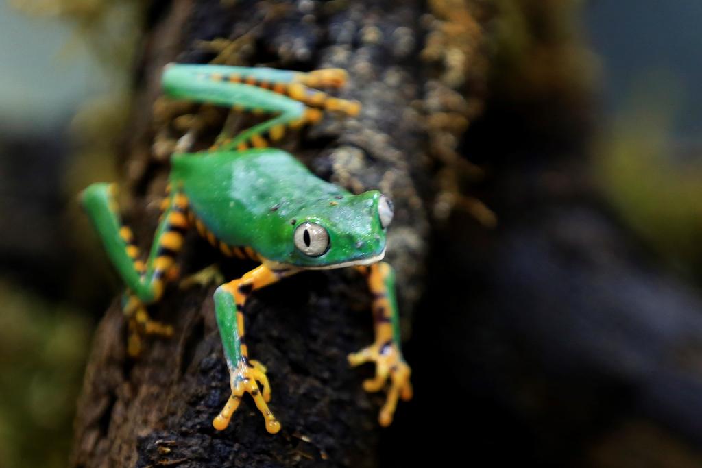 Crisis climática amenaza a tres especies de ranas en Ecuador