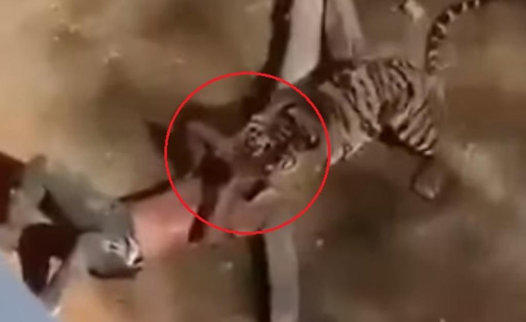 VIDEO: Entra a la jaula de un tigre y es atacado por éste