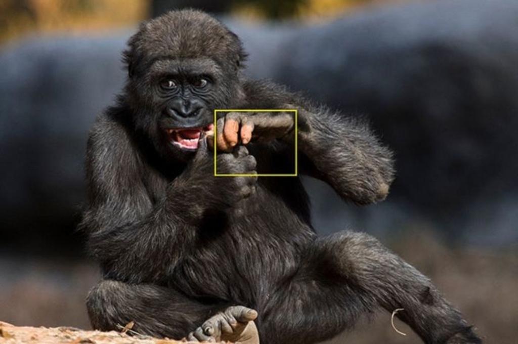'Anaka', la gorila con vitiligo que tiene 'manos humanas'