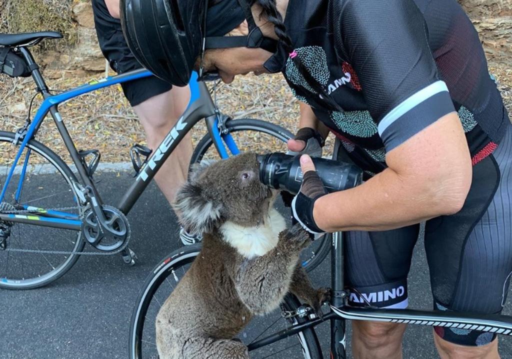 VIRAL: Koala pide desesperado agua a ciclistas por las altas temperaturas