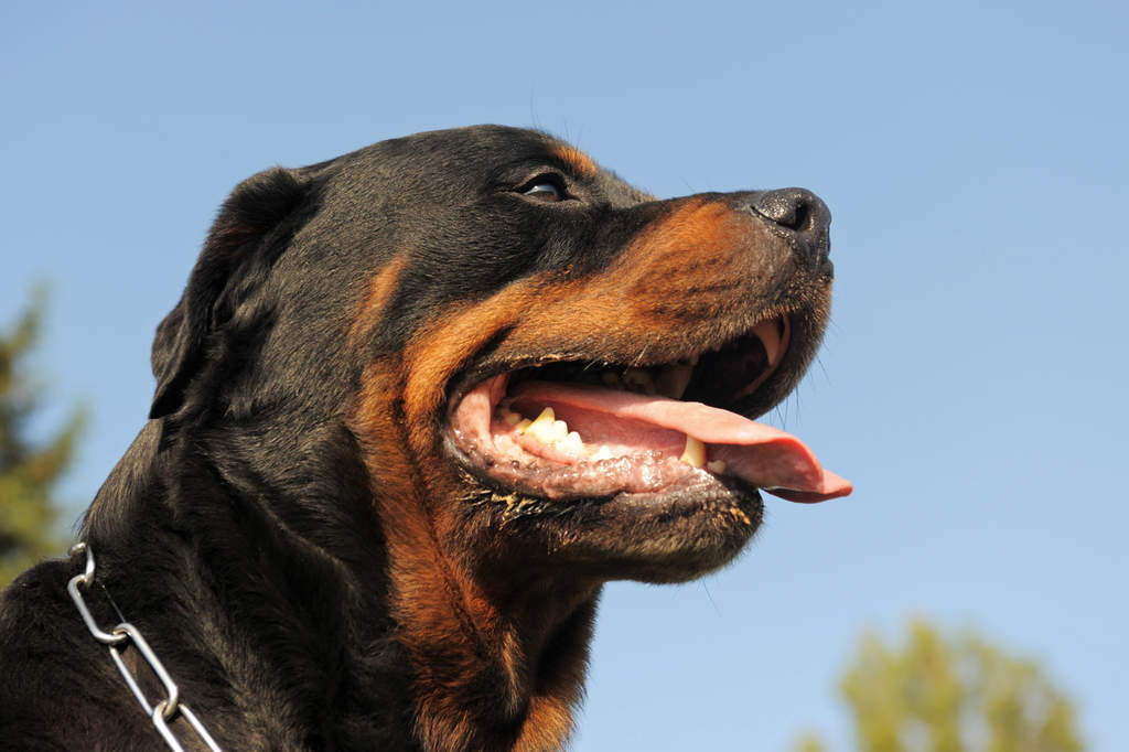Lo que debes conocer sobre la raza Rottweiler