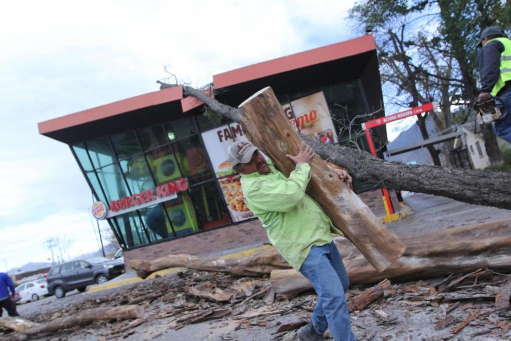 Dieciséis árboles caídos, tras vientos registrados en Saltillo