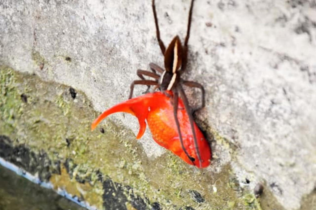 Araña gigante atrapa a un pez en un estanque