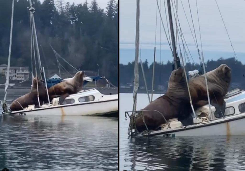 Dos leones marinos disfrutan de un paseo en bote
