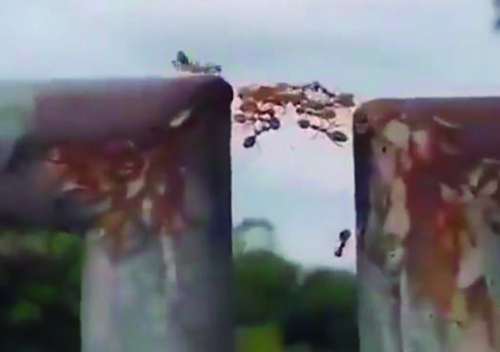 VIDEO: Hormigas crean puente para sus compañeras y se hace viral
