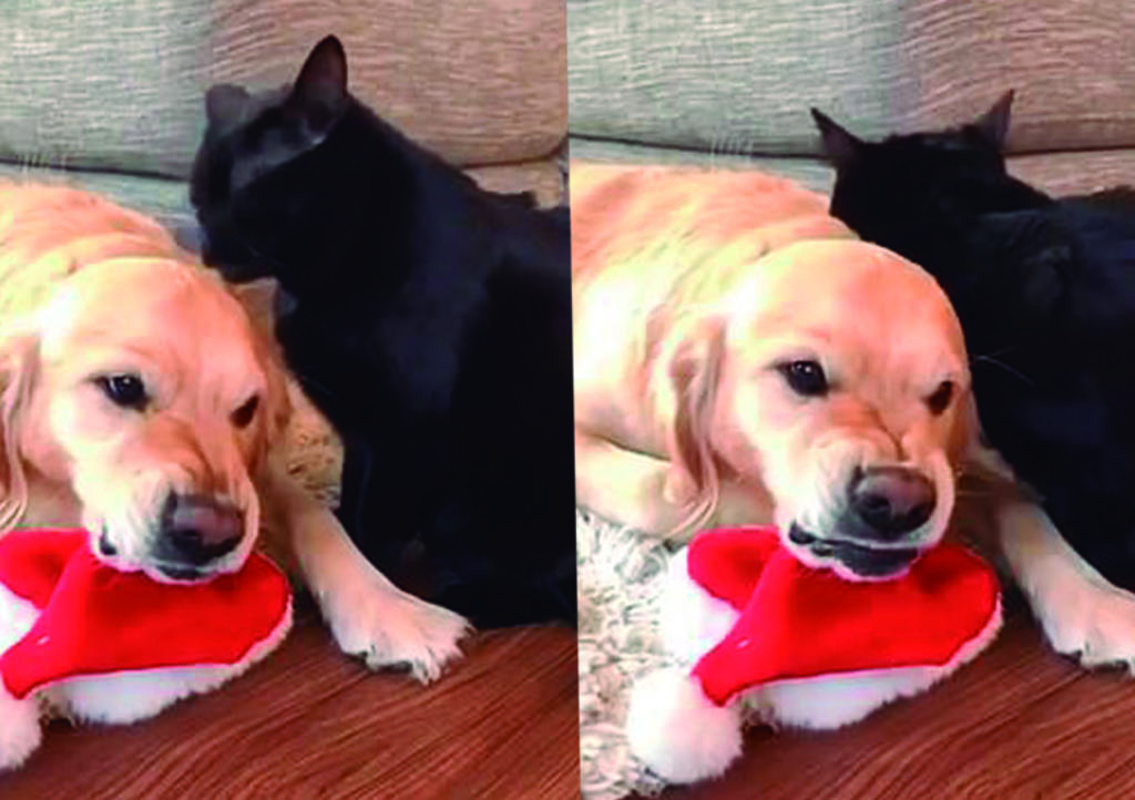 VIDEO: Labrador enfurecido con 'cariños' de gato se hace viral