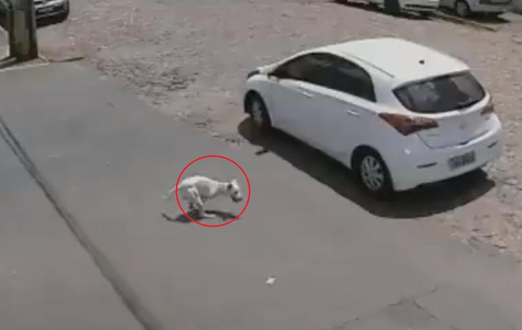 VIRAL: Mujer abandona a perro discapacitado en las calles de Brasil