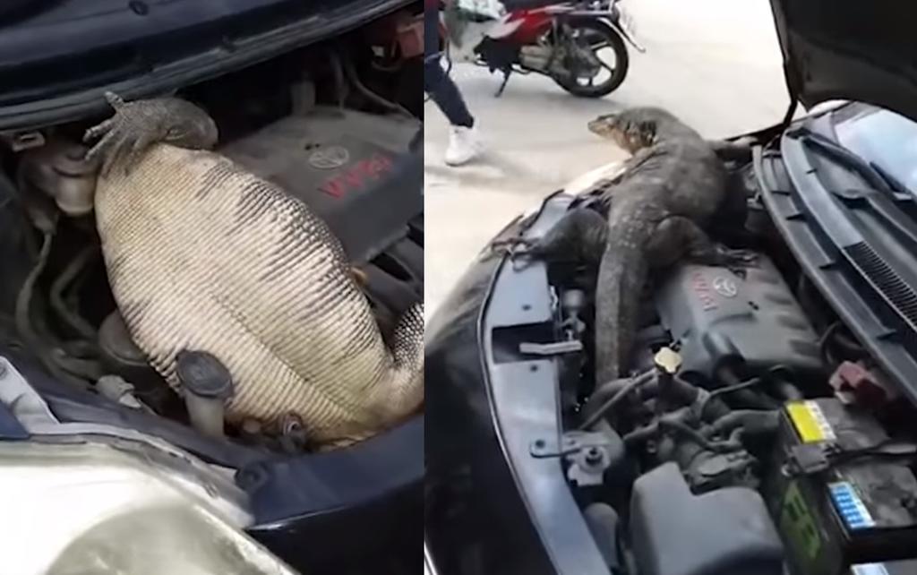 VIRAL: Encuentran un enorme reptil en el motor de un carro