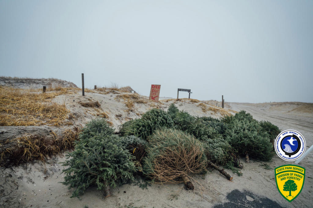 Playa reutilizará árboles de navidad para construir dunas
