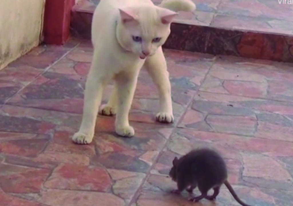 VIDEO: La extraña amistad entre rata y gato que se hizo viral