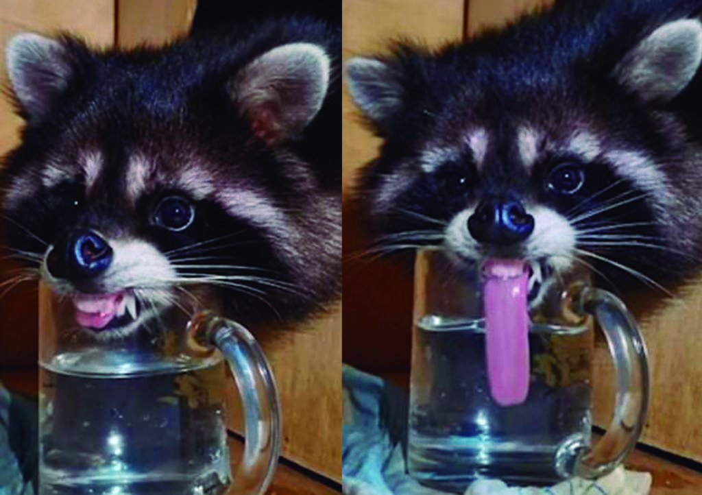 VIRAL: El adorable mapache tomando agua que enamoró a miles