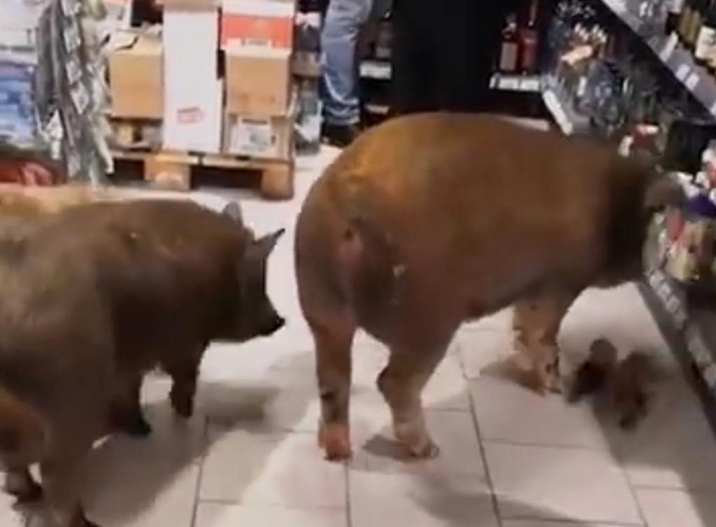 VIDEO: Cerdos irrumpen en un supermercado y beben whisky