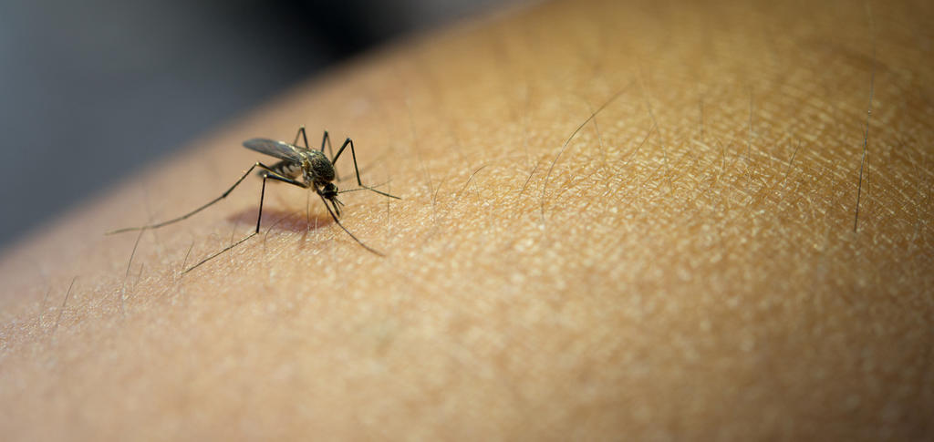 Amenazan mosquitos la salud mundial