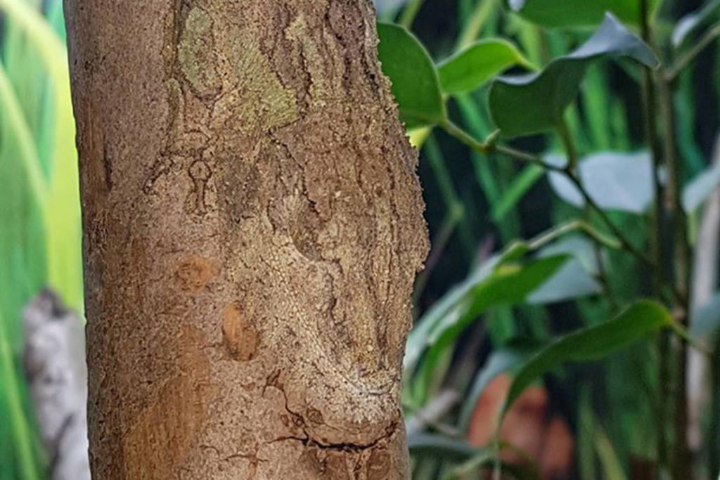 El sorprendente camuflaje de tres geckos en un árbol
