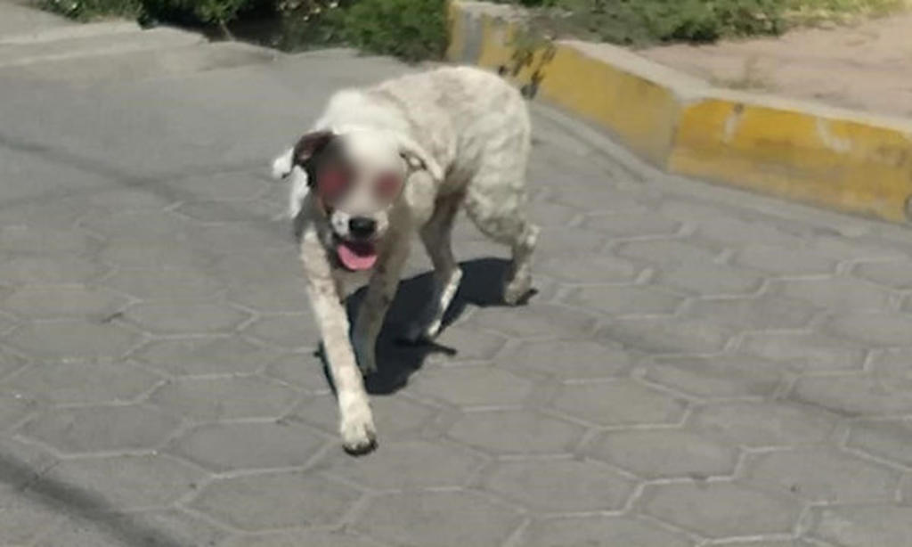 Desmienten en redes caso de perro al que 'le sacaron los ojos' en Puebla