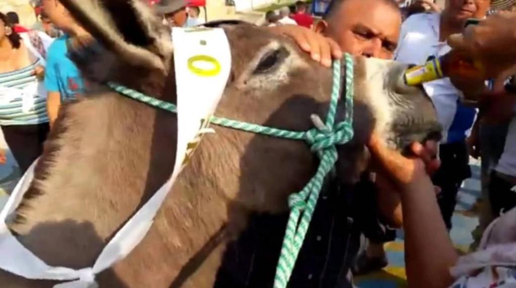 VIDEO: Obligan a burro a beber cerveza por la nariz tras ganar un concurso